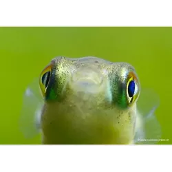 Poisson Ballon Nain - Carinotetraodon Travancoricus