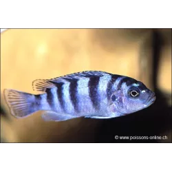 Pseudotropheus Lombardoi - Pseudotropheus Lombardoi