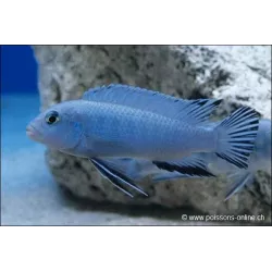 Pseudotropheus Socolofi - Pseudotropheus Socolofi