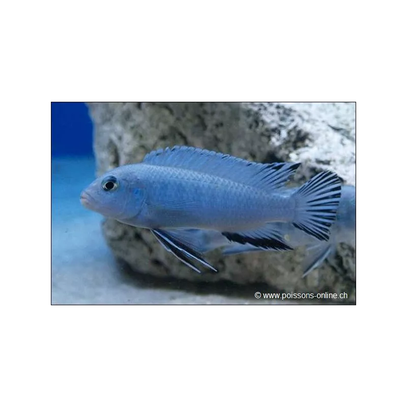 Pseudotropheus Socolofi - Pseudotropheus Socolofi