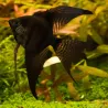 Scalaire Noir Voile - Pterophyllum Scalare