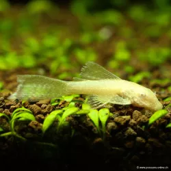Silure Jaune Voilé À Antennes - Ancistrus Jaune Hi-Fin