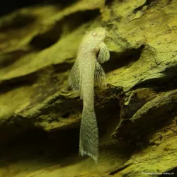 Silure Jaune Voilé À Antennes - Ancistrus Jaune Hi-Fin