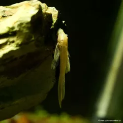 Silure Jaune Voilé À Antennes - Ancistrus Jaune Hi-Fin