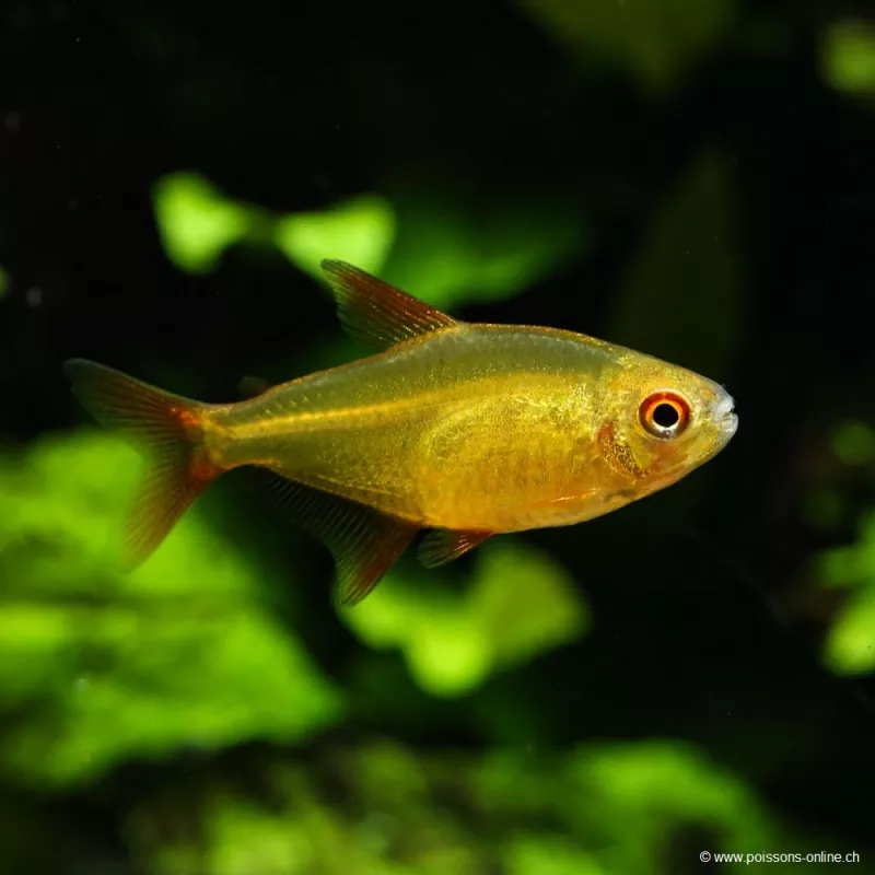Tetra Cerise Rouge - Hyphessobrycon Sp Muzel Red Cherry