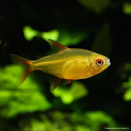 Tetra Cerise Rouge - Hyphessobrycon Sp Muzel Red Cherry