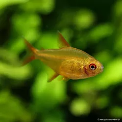 Tetra Cerise Rouge - Hyphessobrycon Sp Muzel Red Cherry