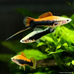 Xipho Gold Tuxedo - Xiphophorus Helleri