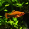 Schwertträger Rot Tuxedo - Xiphophorus Helleri
