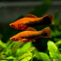 Xipho Rouge Tuxedo - Xiphophorus Helleri