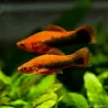 Xipho Rouge Tuxedo - Xiphophorus Helleri