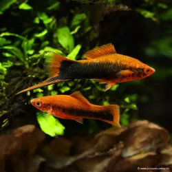 Schwertträger Rot Tuxedo - Xiphophorus Helleri