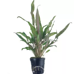 Cryptocoryne Undulata 'Broad Leaf' - 110A