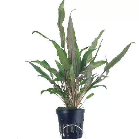 Cryptocoryne Undulata 'Broad Leaf' - 110A