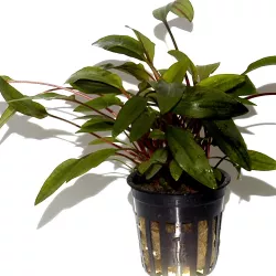 Cryptocoryne Undulata 'Broad Leaf' - 110A