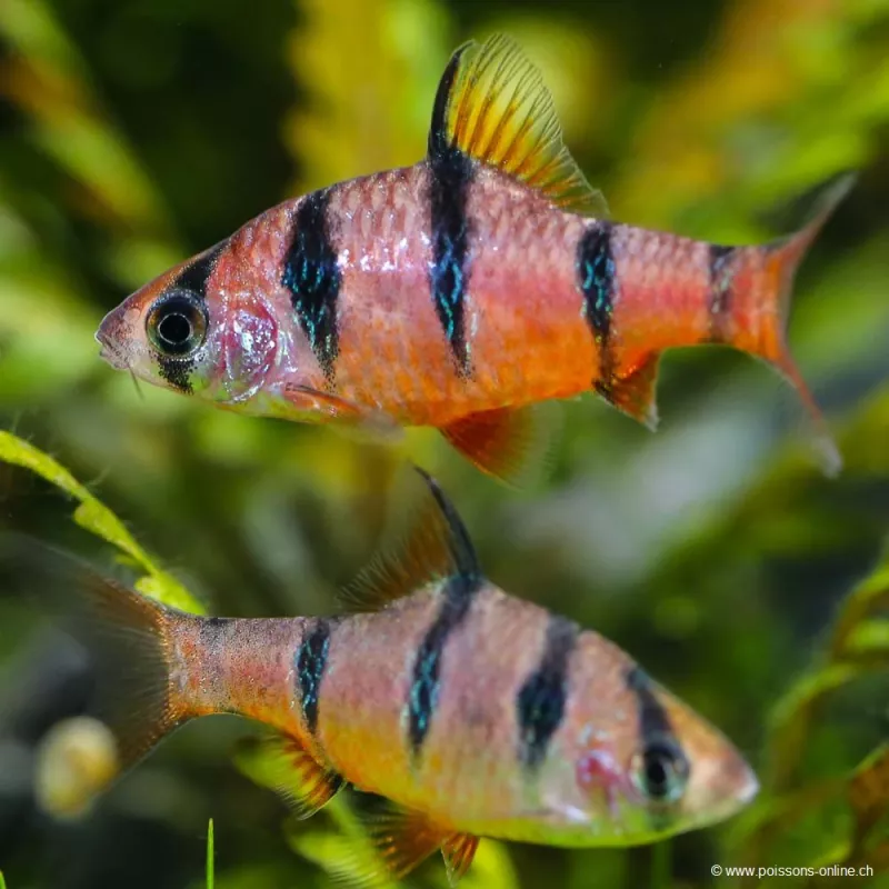 Barbus À Cinq Bandes - Desmopuntius Pentazona