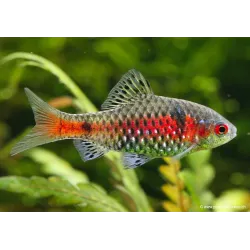 Barbus À Deux Taches - Pethia Ticto