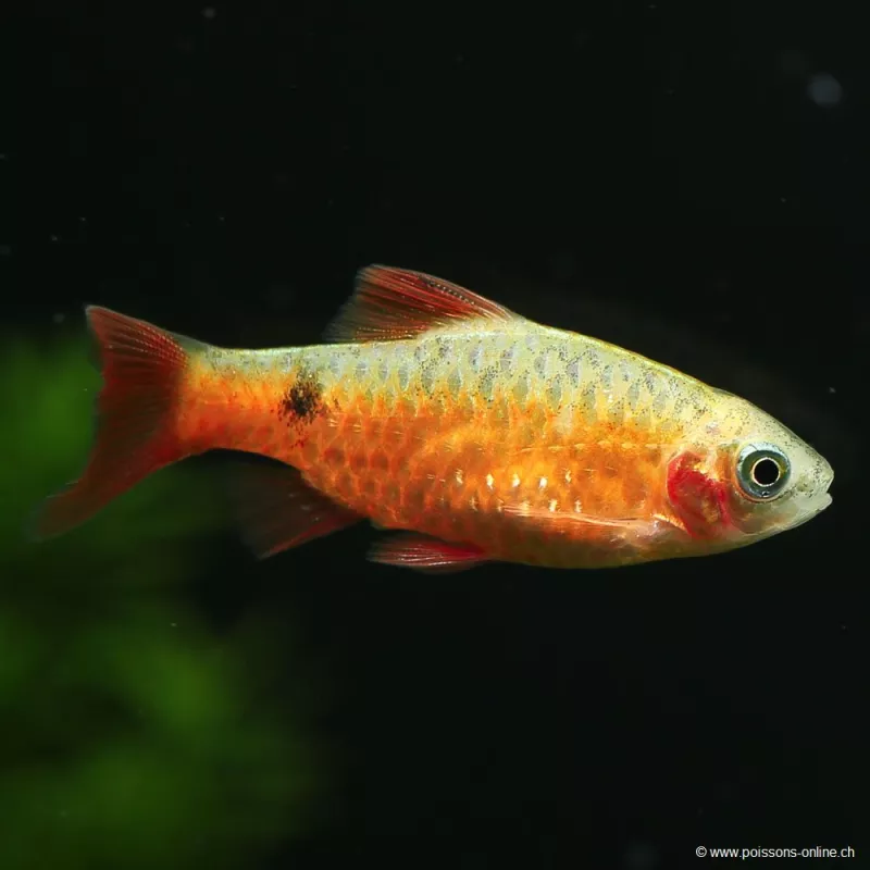 Barbus Conchonius Jaune Rouge - Pethia Conchonius