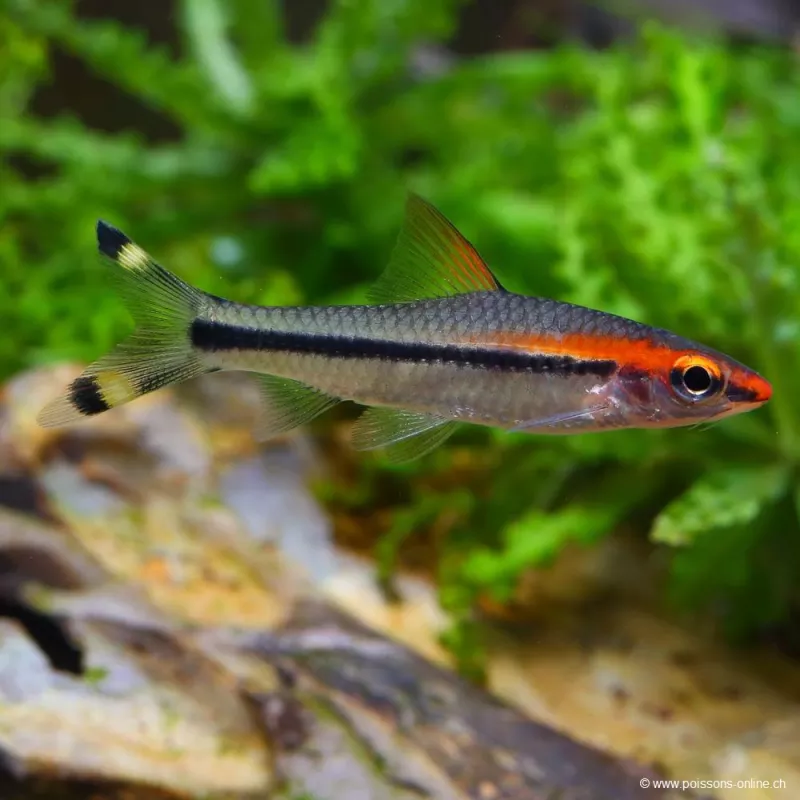 Barbus Crayon Mangeur D'Algues - Sahyadria Denisonii