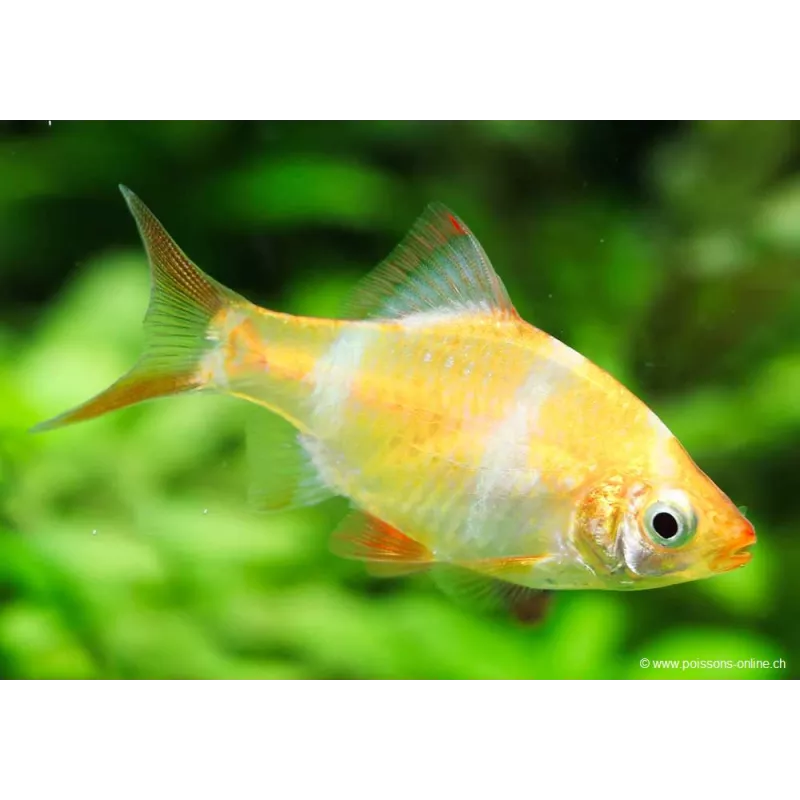 Barbus De Sumatra Jaune - Puntigrus Tetrazona Gold
