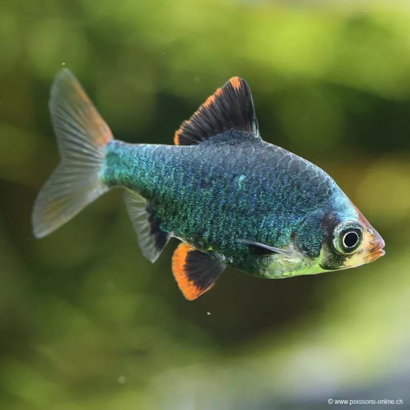Barbus De Sumatra Vert - Puntigrus Tetrazona Green