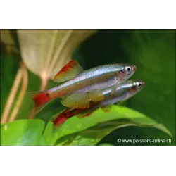 Cardinal Voilé - Tanichthys Albonubes Voile