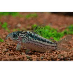Corydoras Nanus - Corydoras Nanus