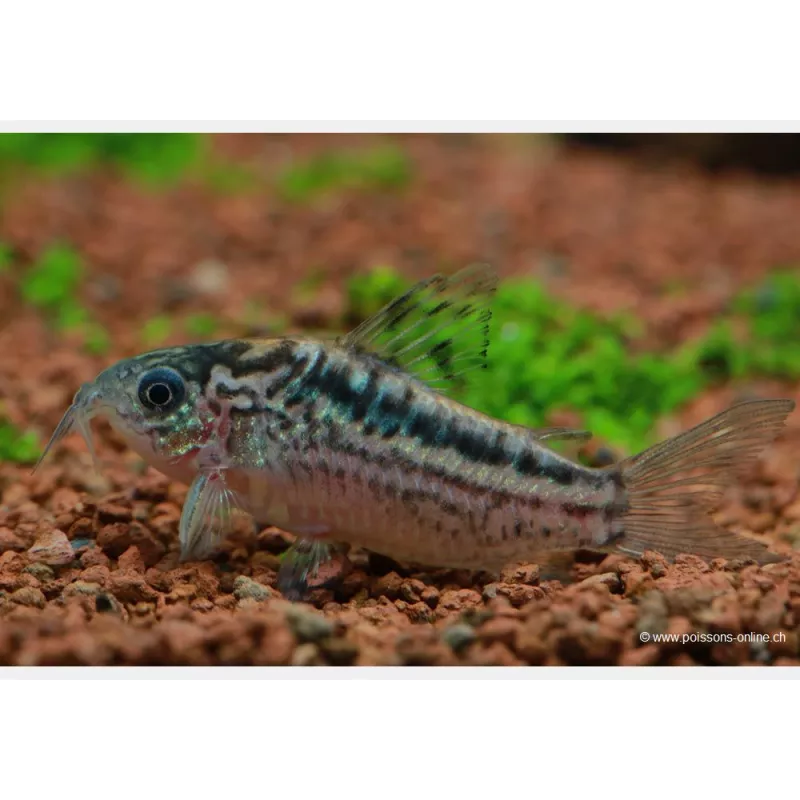 Corydoras Nanus - Corydoras Nanus