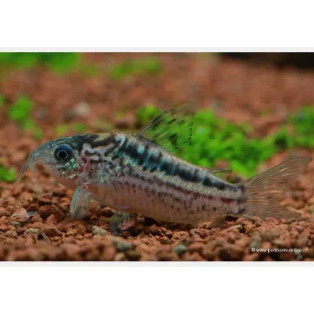Corydoras Nanus - Corydoras Nanus