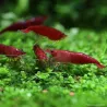 Crevette Bloody Mary - Neocaridina Davidi