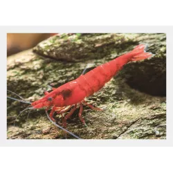 Crevette Bloody Mary - Neocaridina Davidi