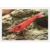 Crevette Bloody Mary - Neocaridina Davidi
