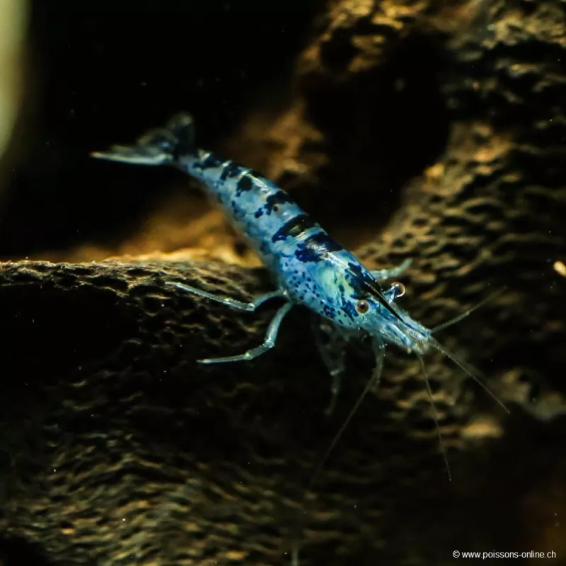 Crevette Blue Zebra - Neocaridina Davidi