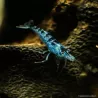 Crevette Blue Zebra - Neocaridina Davidi
