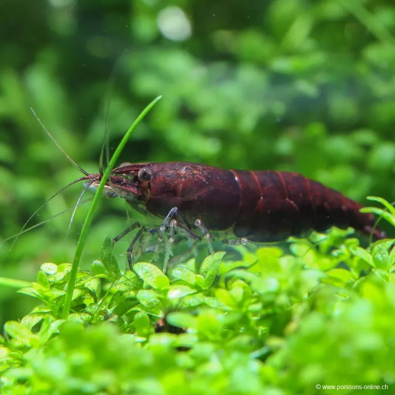 Crevette Chocolat - Neocaridina Davidi