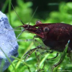 Crevette Chocolat - Neocaridina Davidi