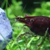 Crevette Chocolat - Neocaridina Davidi