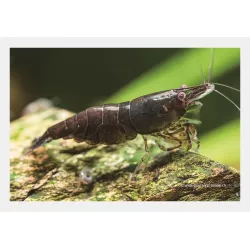 Crevette Chocolat - Neocaridina Davidi