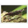 Crevette Chocolat - Neocaridina Davidi