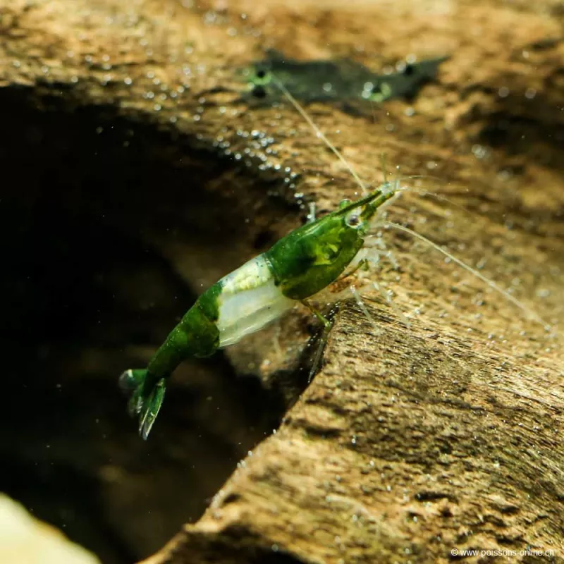 Crevette Green Rili - Neocaridina Davidi
