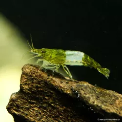 Crevette Green Rili - Neocaridina Davidi