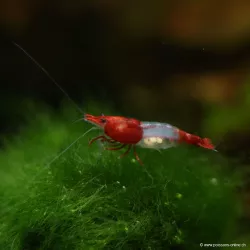 Crevette Rili Red - Neocaridina Davidi
