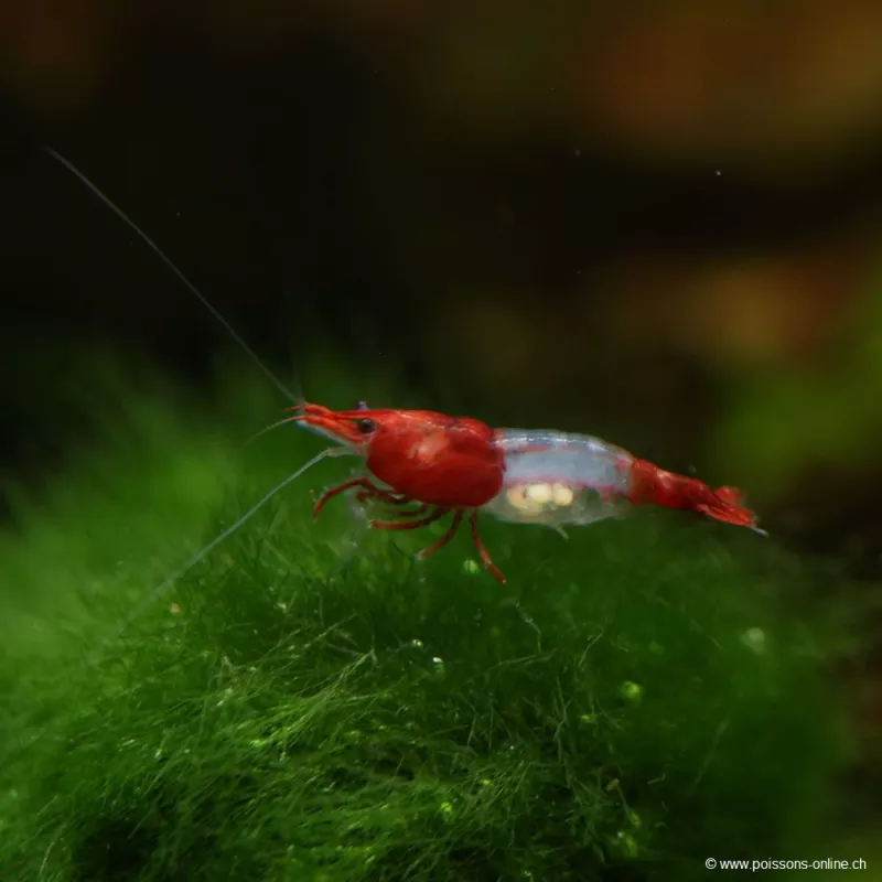 Crevette Rili Red - Neocaridina Davidi