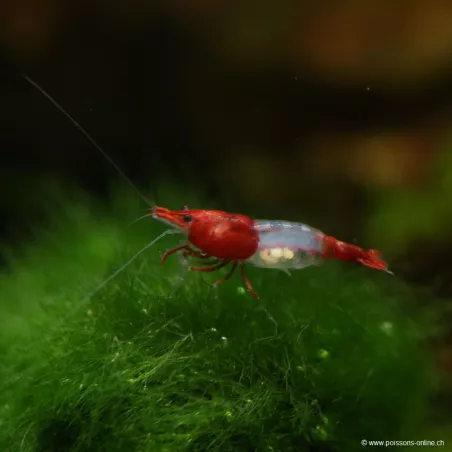 Crevette Rili Red - Neocaridina Davidi