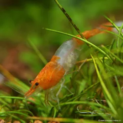 Crevette Rili Sakura Orange - Neocaridina Davidi