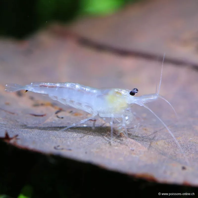 Crevette Snowball - Neocaridina Davidi