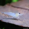 Crevette Snowball - Neocaridina Davidi