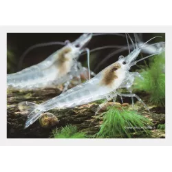 Crevette Snowball - Neocaridina Davidi