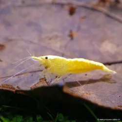 Crevette Yellow Fire Golden Top - Neocaridina Davidi