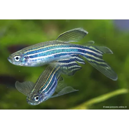 Danio Zèbré Voile - Danio Rerio Voile